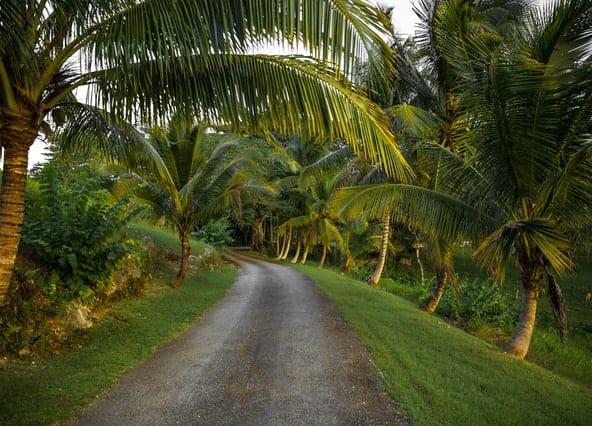 Road surrounded by palm trees in Jamaica