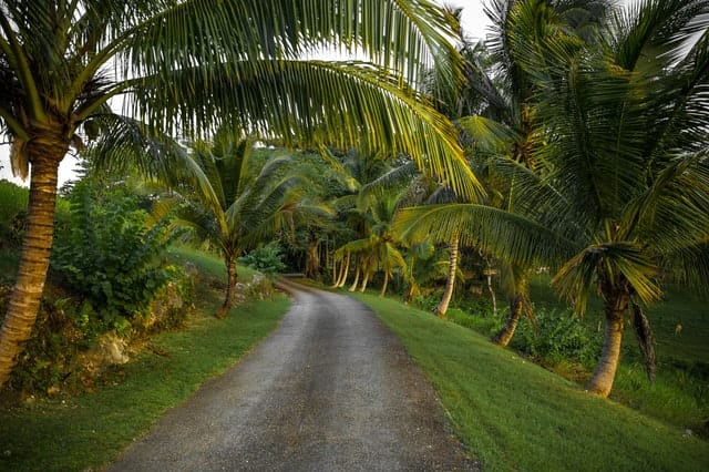 Road surrounded by palm trees in Jamaica
